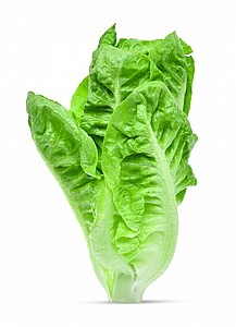 ��� �����