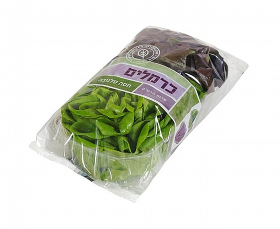 חסה סלנובה יח
