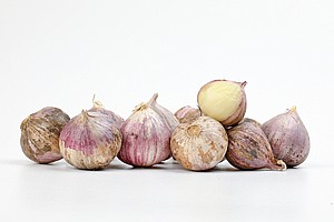 שום טיבטי שום טיבטי